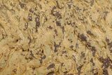 Pennsylvanian, Fossil Microbial Mat - Oklahoma #301933-1